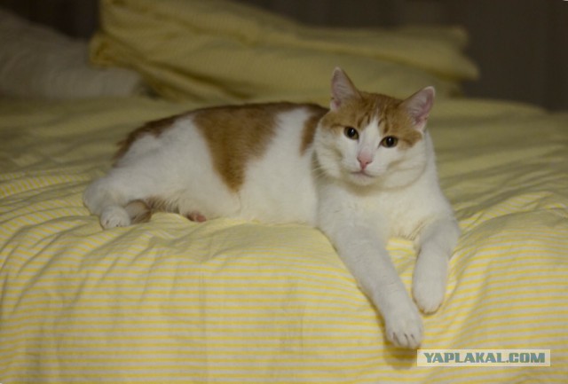 Котовторник 20.02.18