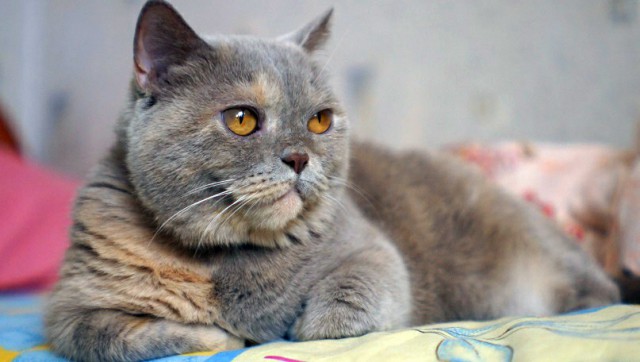 Котовторник 13.03.2018