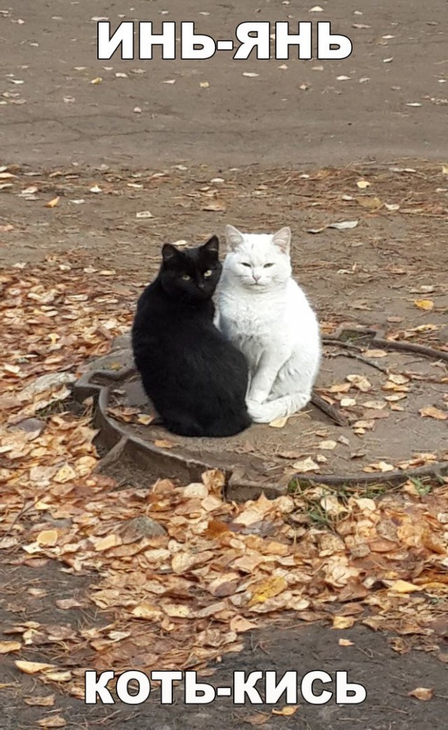 Кот без прикрас