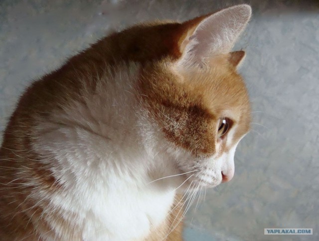 Котовторник на ЯПлакалъ