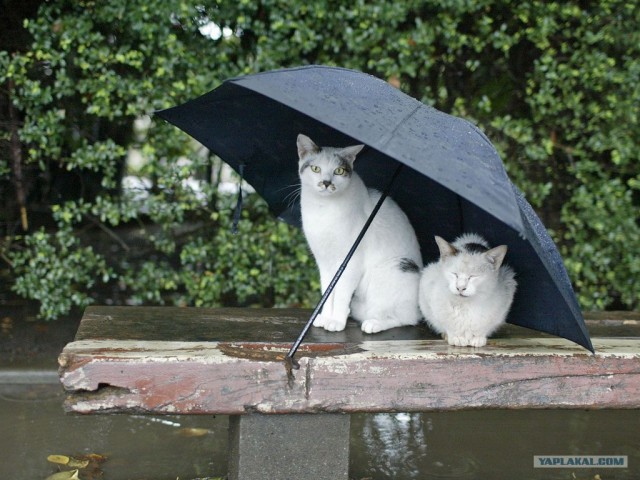 Котовторник. А как же?!