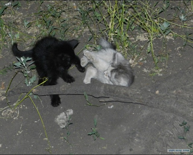 Котовторник, для любителей кошек