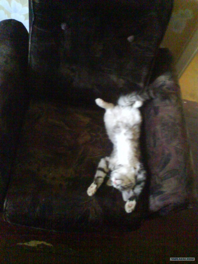 Сонный Котовторник