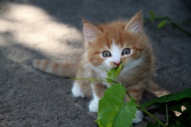 Первый котовторник октября
