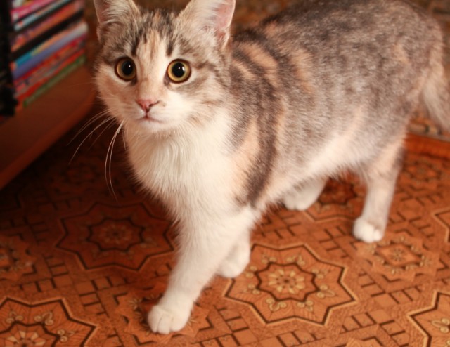 Котовторник (10.01.2012)