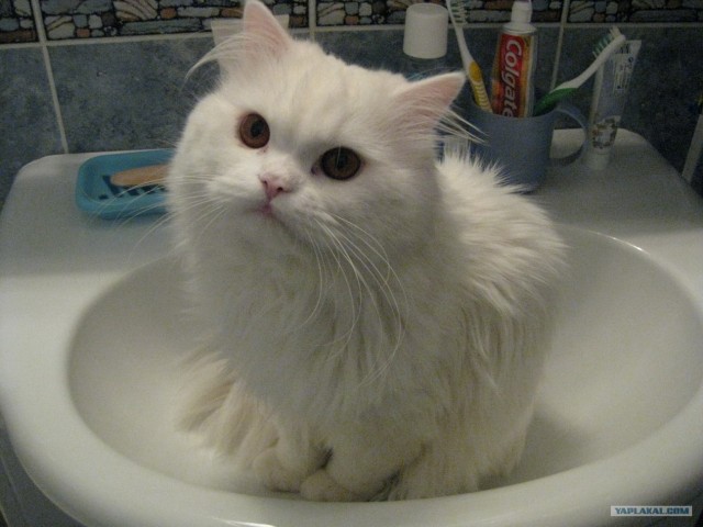 Котовторник (24. 01. 2012 )