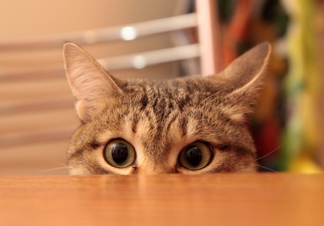 Котовторник (14.02.2012)