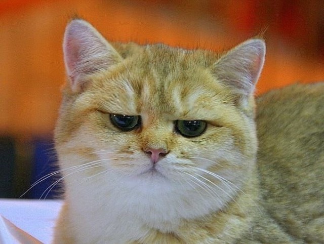 Котовторник  16.10.12
