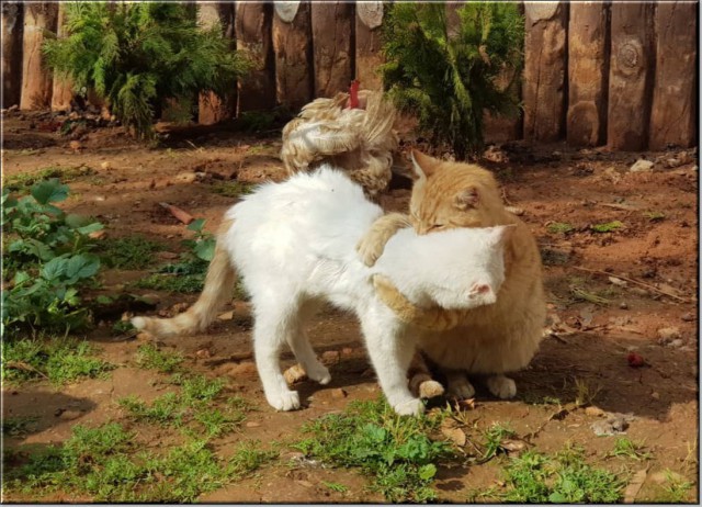 Забавные фото котеек