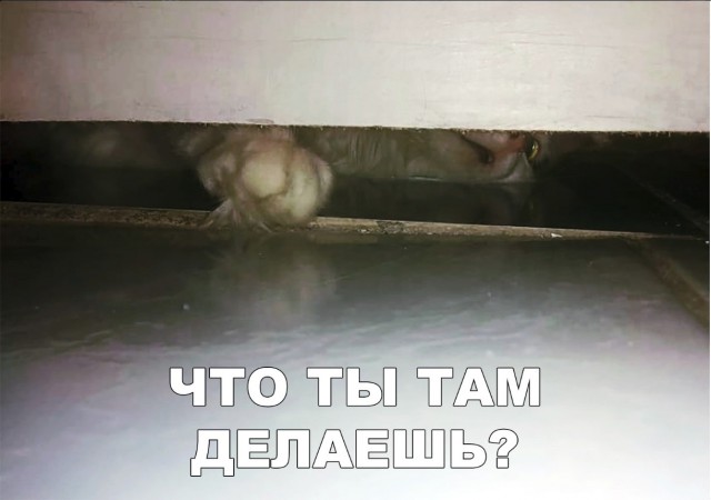 Забавные фото котеек