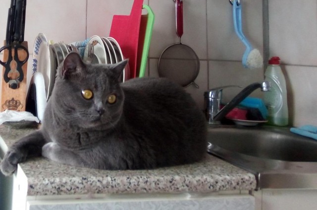 Котовторник  06.08.2019