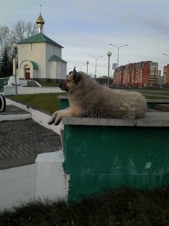 Живность из сети