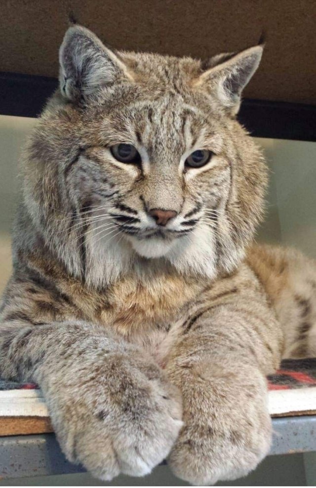 Дикий котовторник 26.11.19