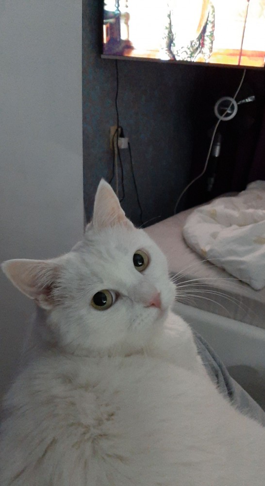 ЯП в кошках