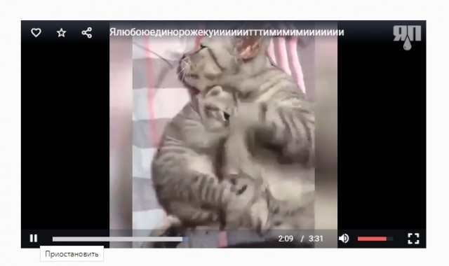 Мимишность кошачья