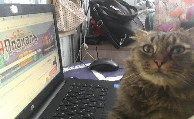 ̶К̶о̶р̶о̶н̶  Котовторник!