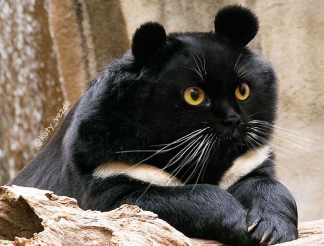 Коты везде