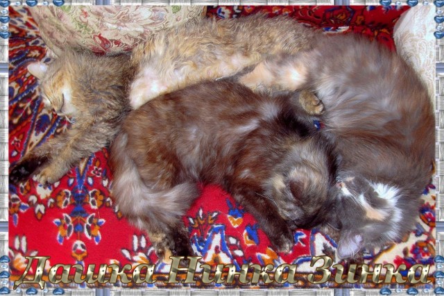 Давайте по котикам, которые с нами на самоизоляции