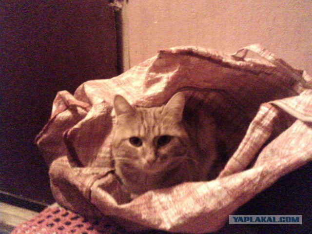 Поиграй со мной! Ну пожалуйста!