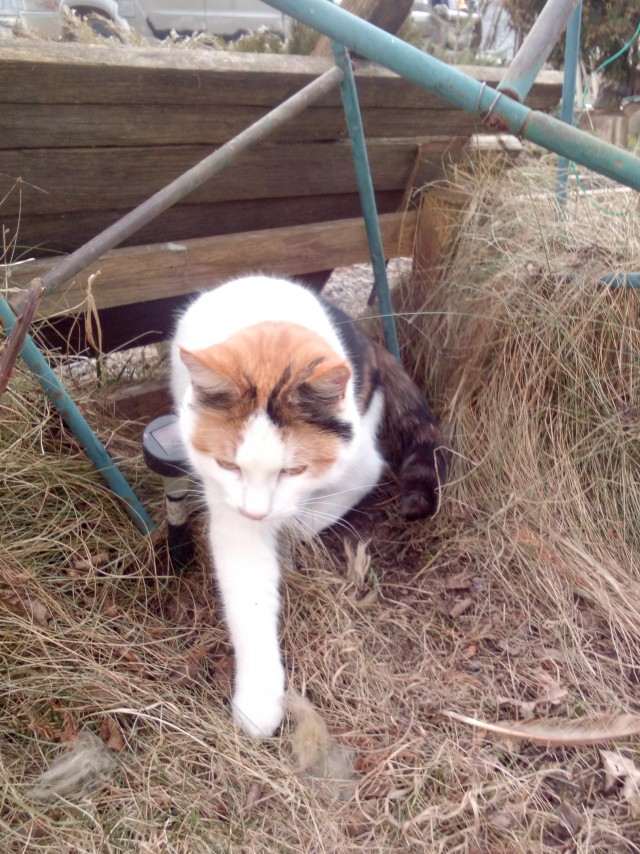 Котовторник?! Коты во вторник!