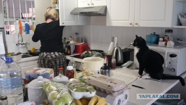 Дом мой. Кот не мой: 15 случаев, когда коты нагло вламывались в чужие дома