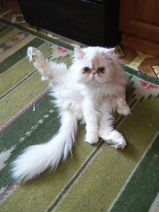 Котовторник же очередной