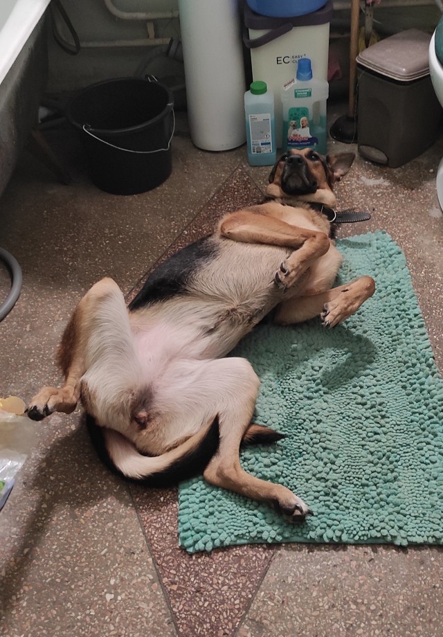 Котовторнику быть