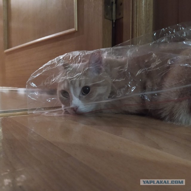Наш защитник. Котовторнику посвящается