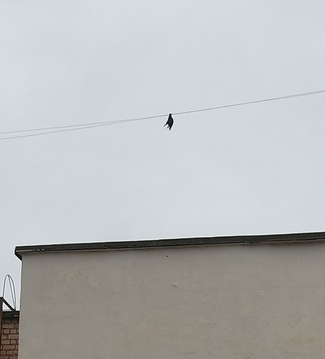 Довели ворону