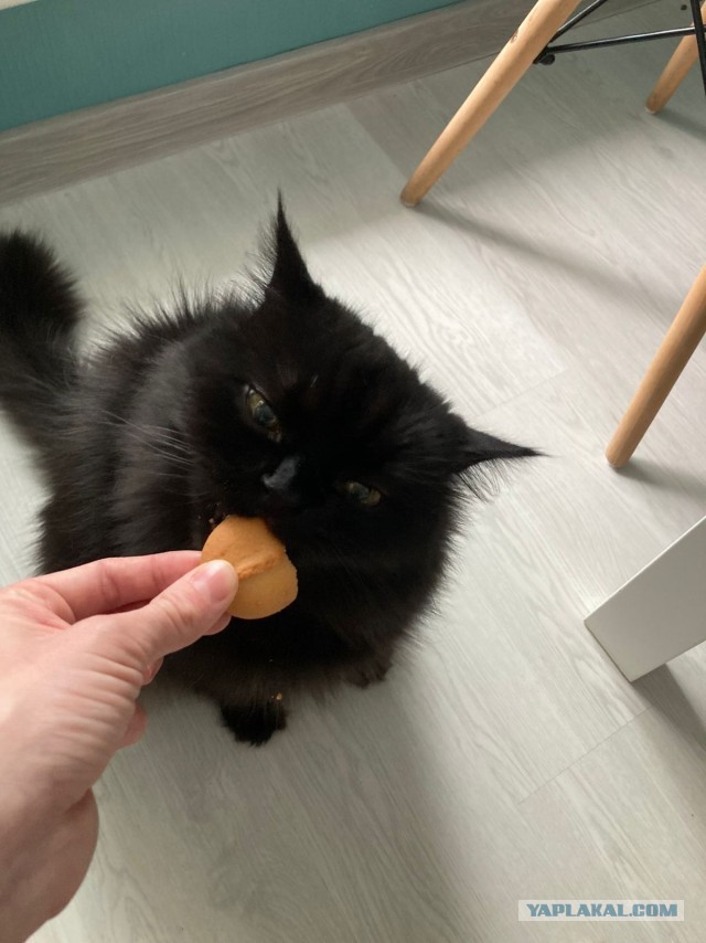 А ваши котейки че счас делают?