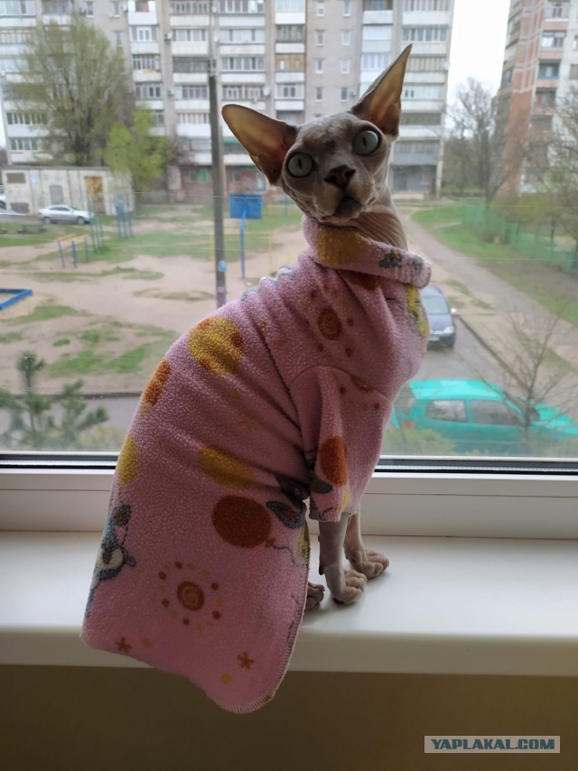 Котовторник ведь начался!