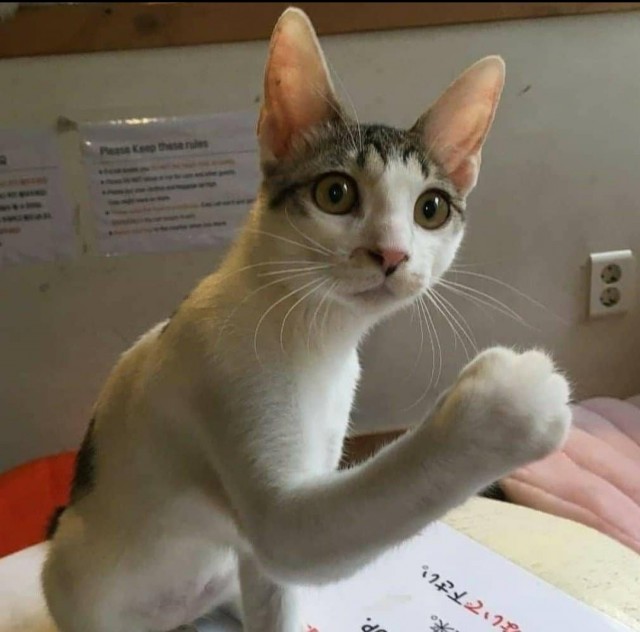 Котовторник! Пара фоток суровых котов.