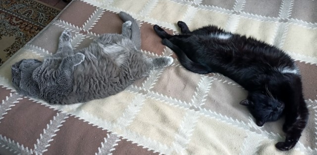 А как спит ваш кошачий?