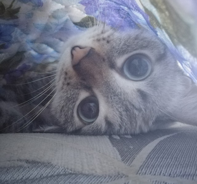 Ура! Котовторник.