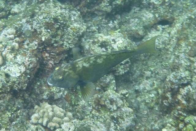 Деревенская Америка