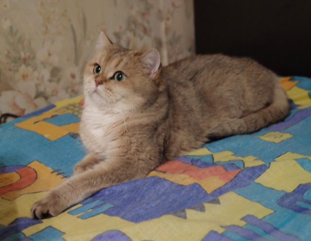 Вторник, сэр кот