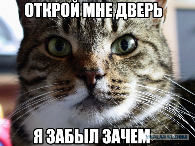 Кошачьи истории