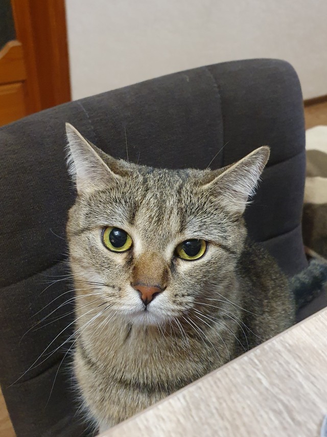 Мой кот