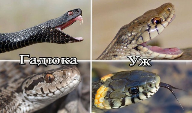 Змеи в этом году