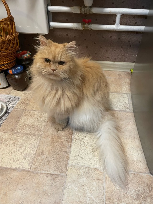 К котовторнику, 17 лет стукнуло меховому