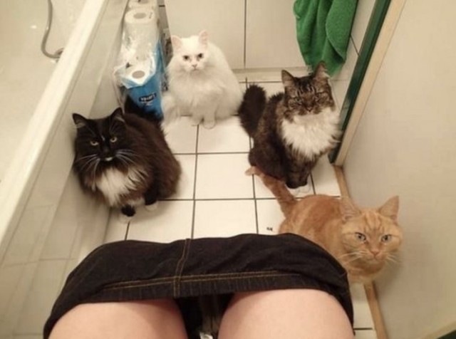 Кошачьи выкрутасы