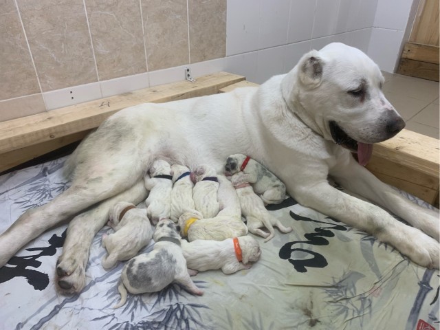 Новогодний подарок