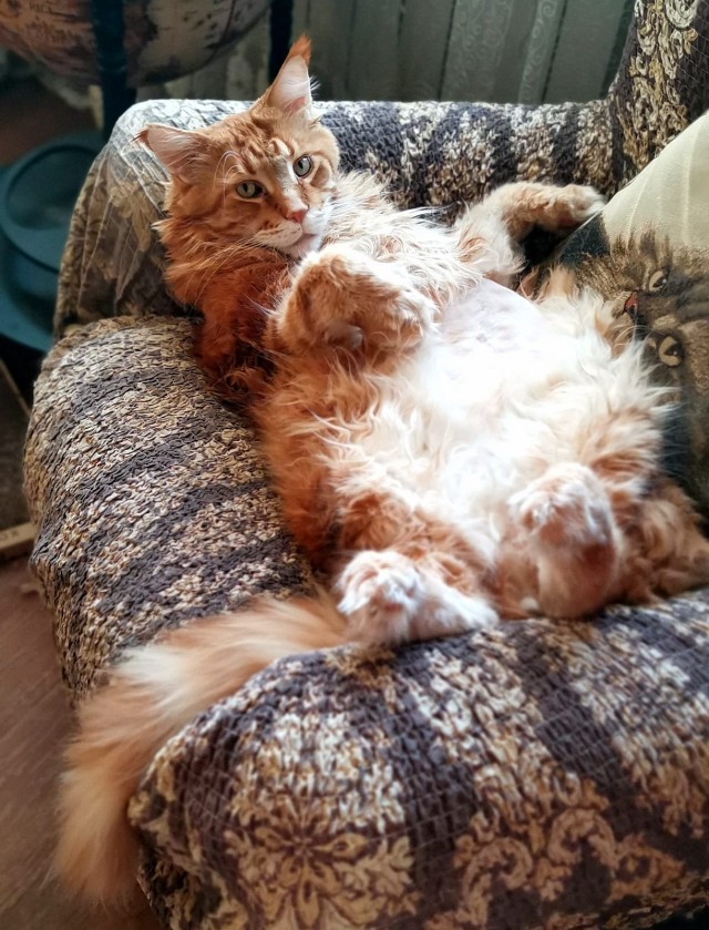 Эталон Яповского кота