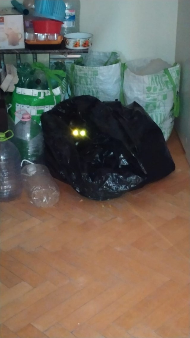 Котовтоник в картинках