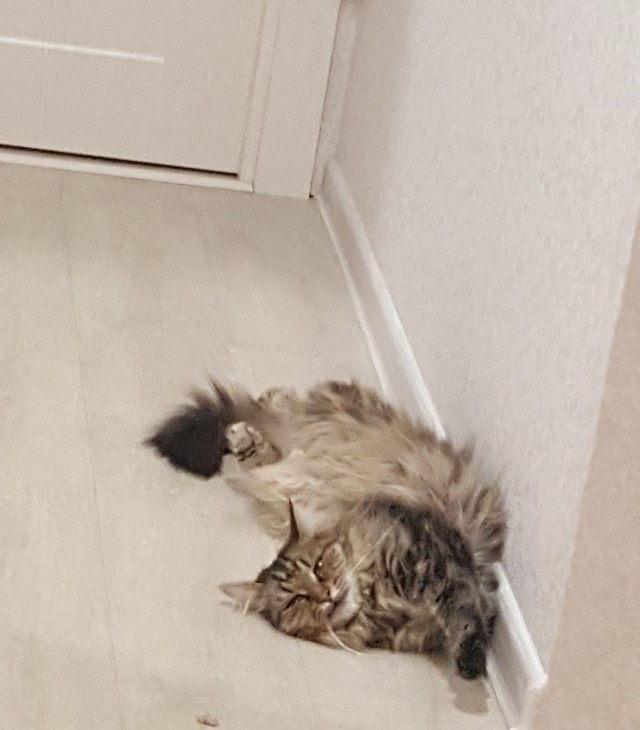 Кото вторник 2.09.2025.
