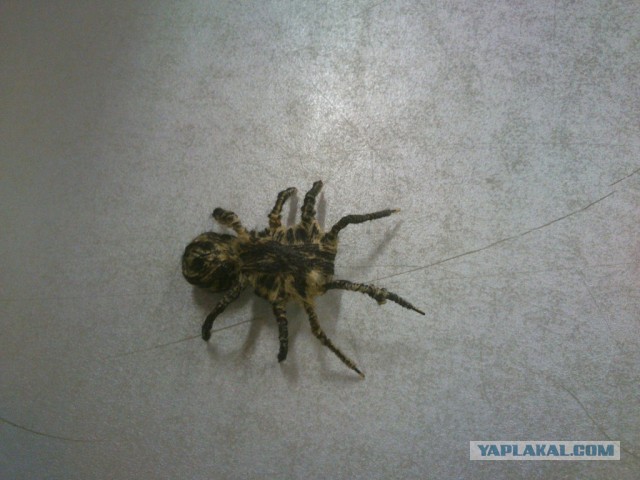 Как поржать на работе