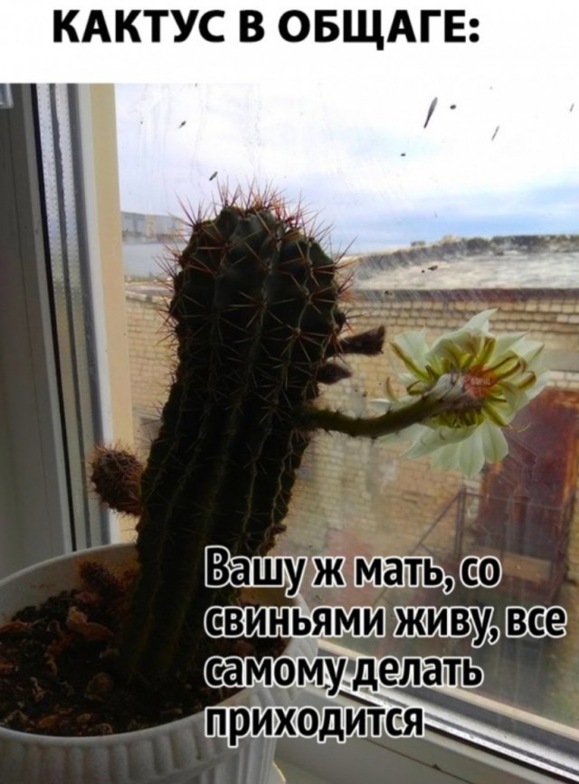 Субботние картинки