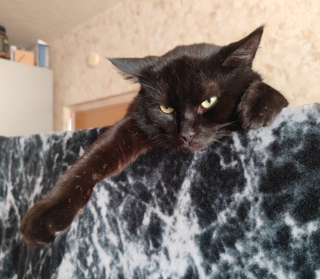 Друзья (котовторник)