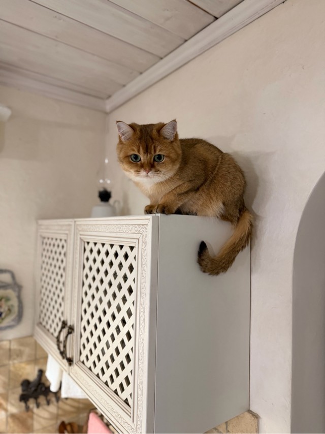 Котофторник жеж