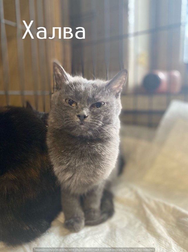 Жизнь домашнего приюта "Котоленд" 535